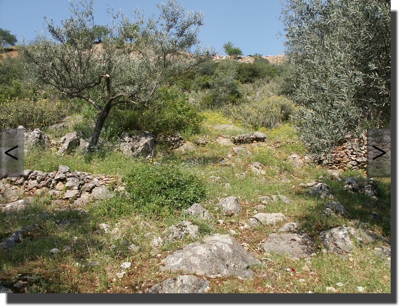 Biotop von Lacerta trilineata